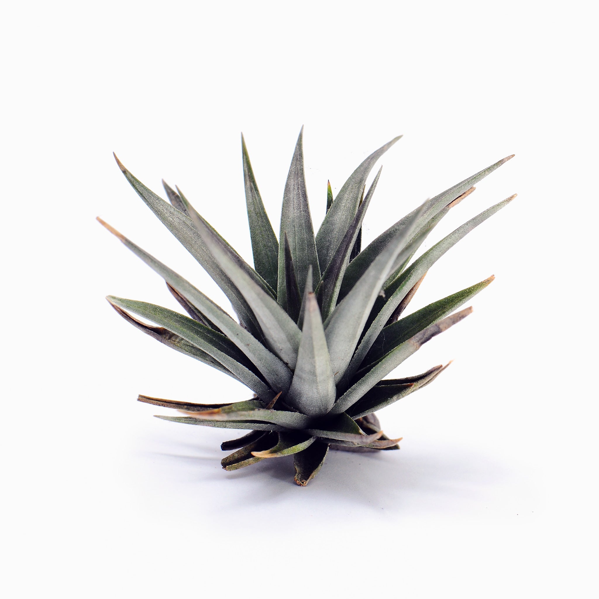 Tillandsia vernicosa ‘mini’ Air Plant