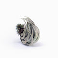 Tillandsia carminea Head Air Plant