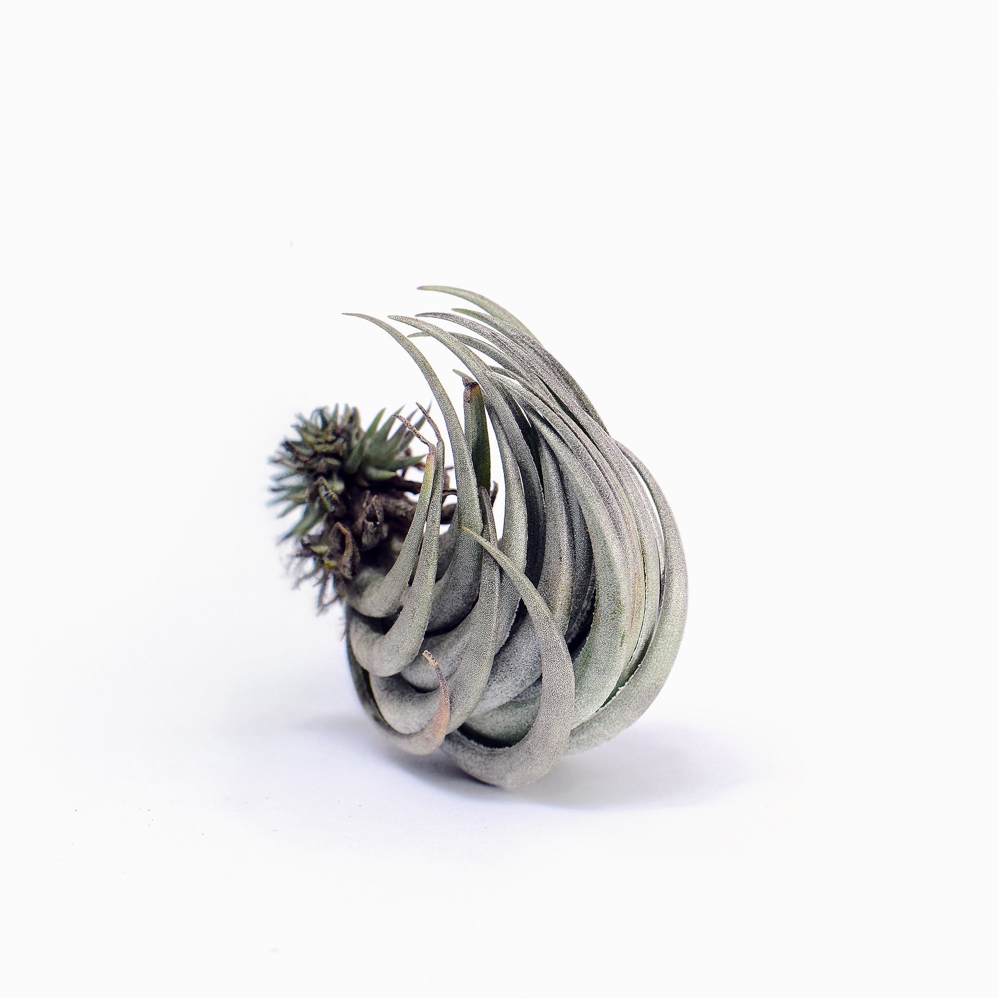 Tillandsia carminea Head Air Plant