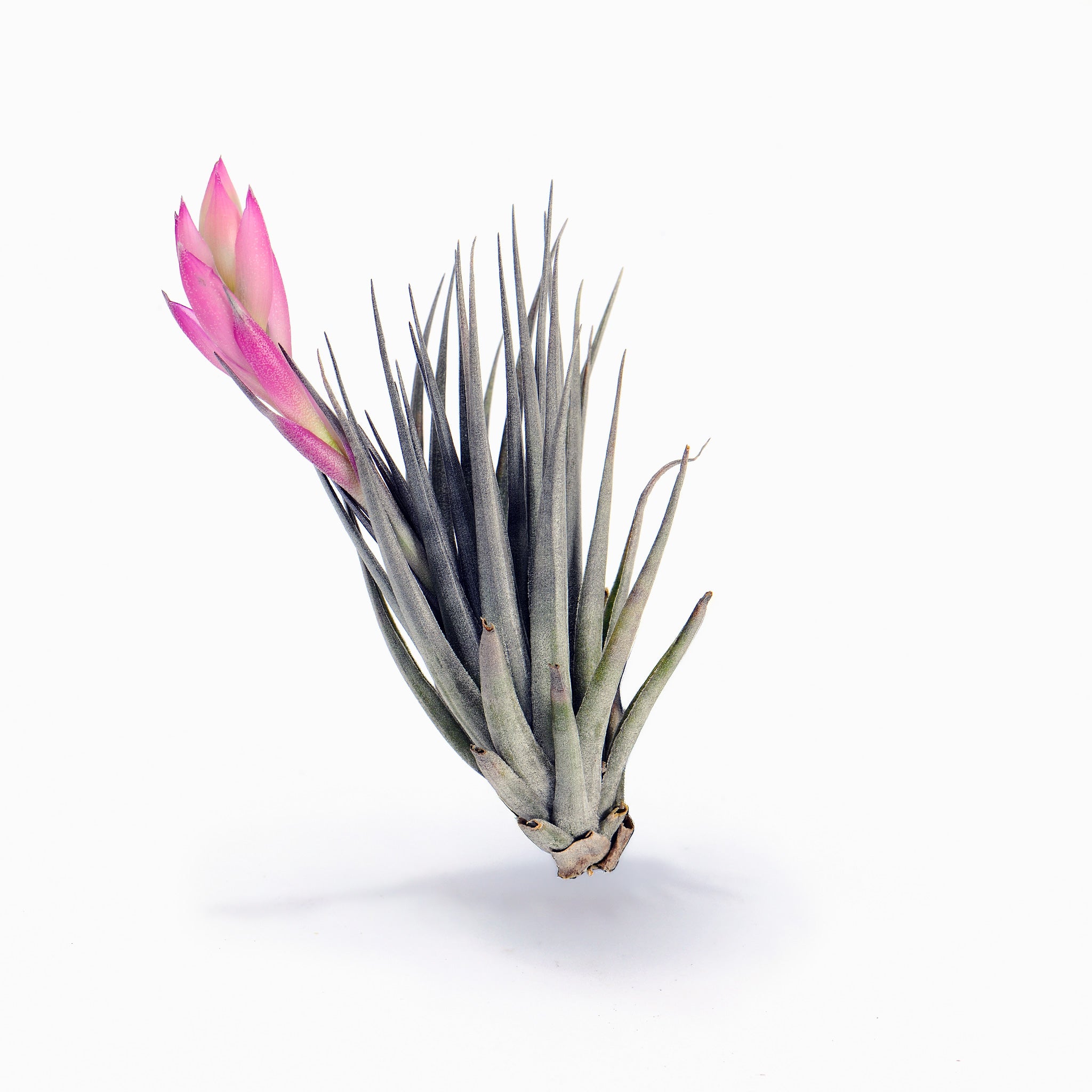 Tillandsia carminea 'Tinaflora' Air Plant in Bloom – Poshplants
