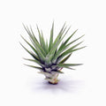 Tillandsia aff. neglecta 'Fernandina' Air Plant