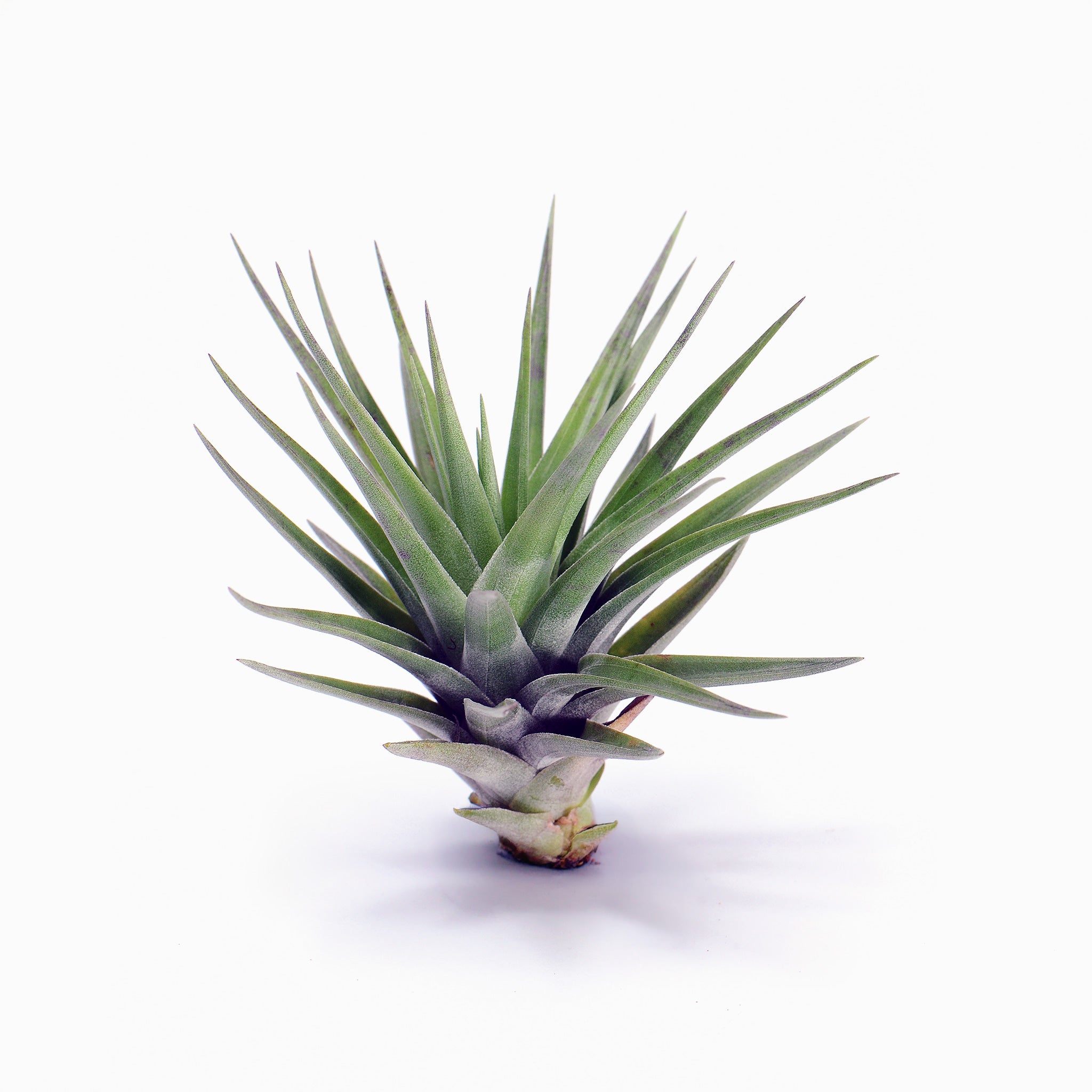Tillandsia aff. neglecta 'Fernandina' Air Plant