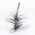 Tillandsia Milagrensis Air Plant