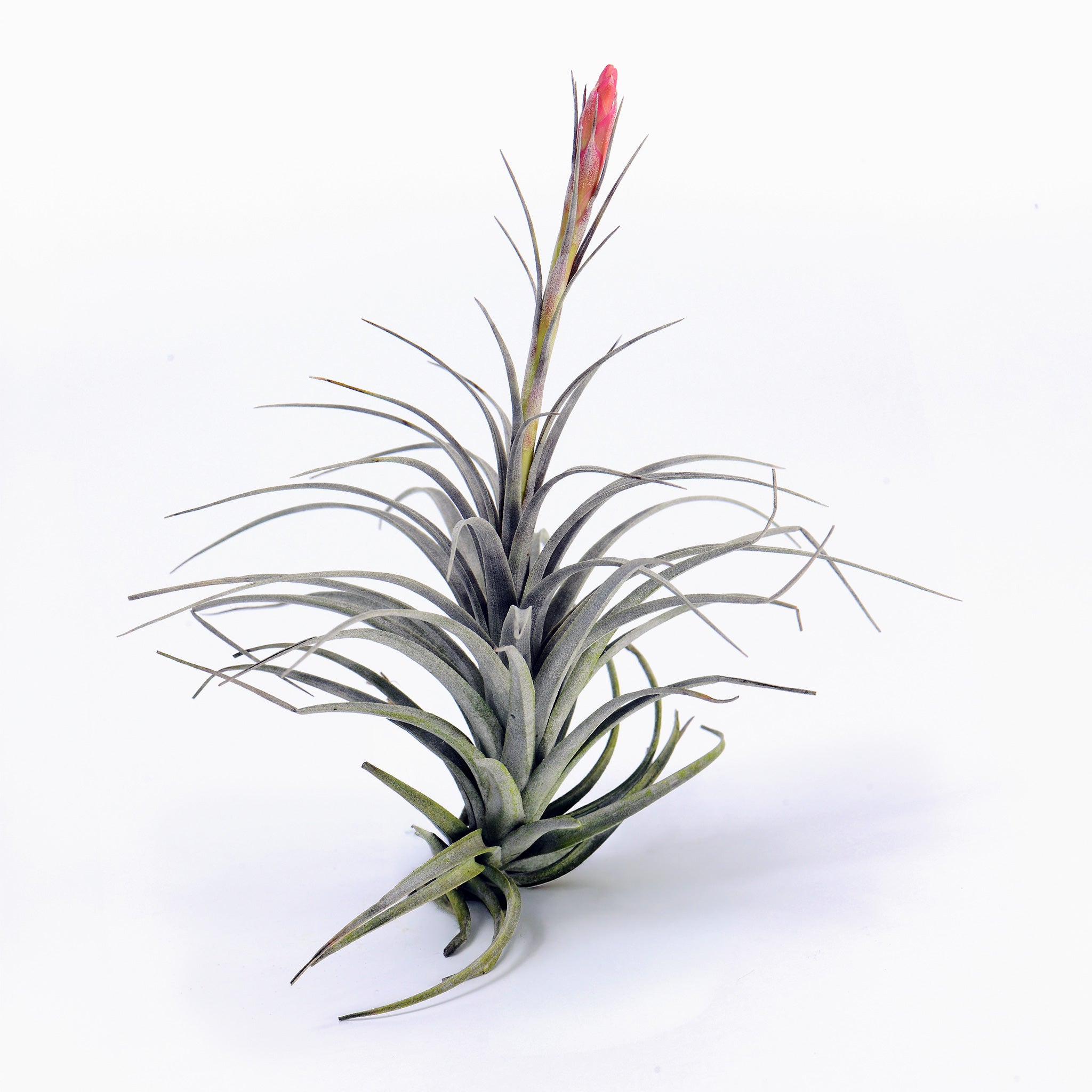 Tillandsia Milagrensis Air Plant