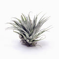 Tillandsia gardneri var. rupicola x geminiflora Air Plant