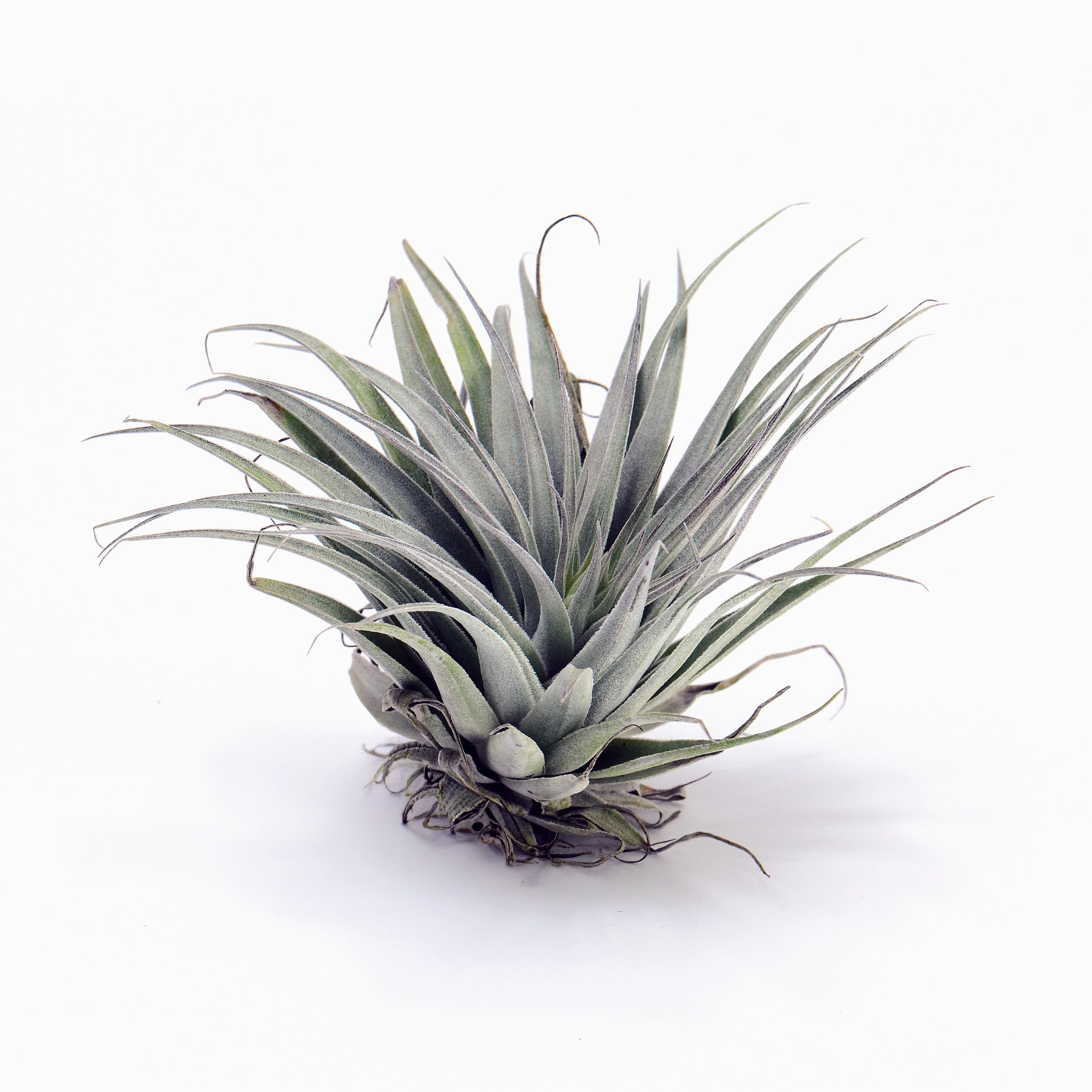 Tillandsia gardneri var. rupicola x geminiflora Air Plant