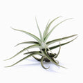 Tillandsia ramellae Air Plant