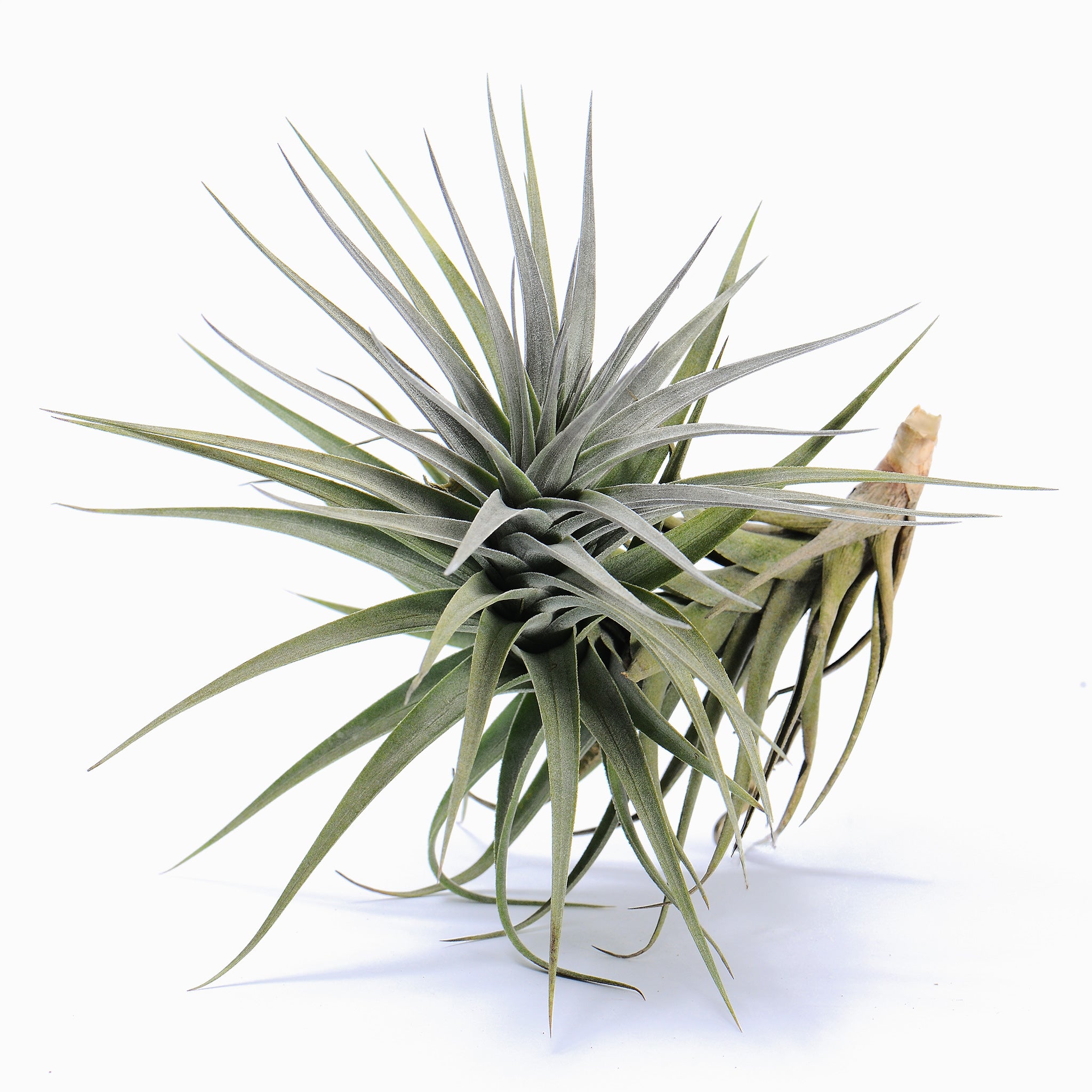 Tillandsia aeranthos var. grisea Air Plant
