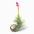 Tillandsia araujei Air Plant