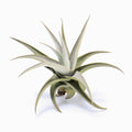 Tillandsia barfussii Air Plant