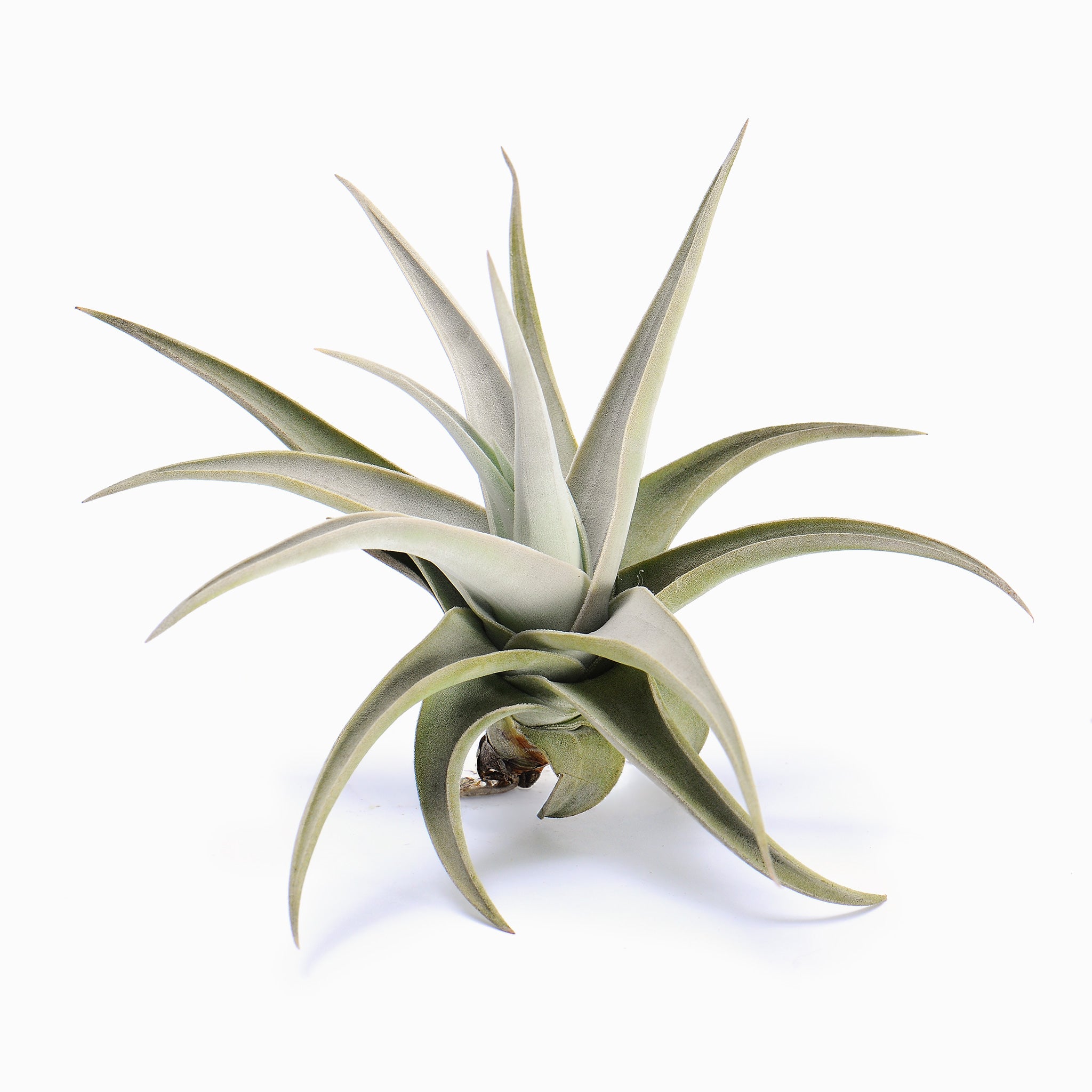 Tillandsia barfussii Air Plant