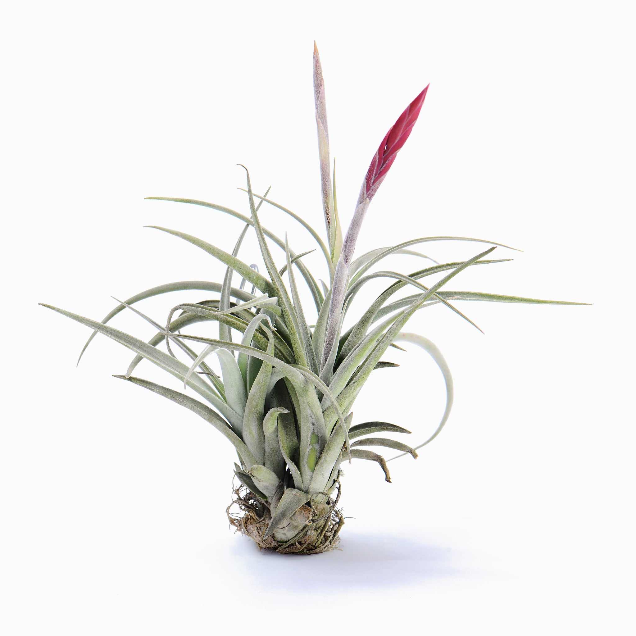 Tillandsia lorentziana 'Dark Red' Air Plant