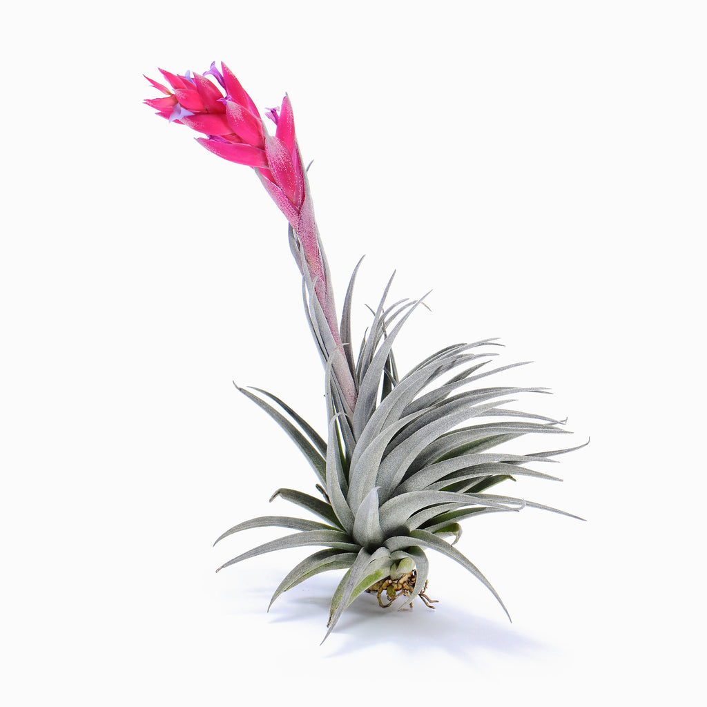 Tillandsia 'Carmen Gem’ Air Plant