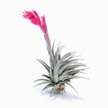Tillandsia 'Carmen Gem’ Air Plant