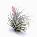 Tillandsia Salmon Queen Air Plant