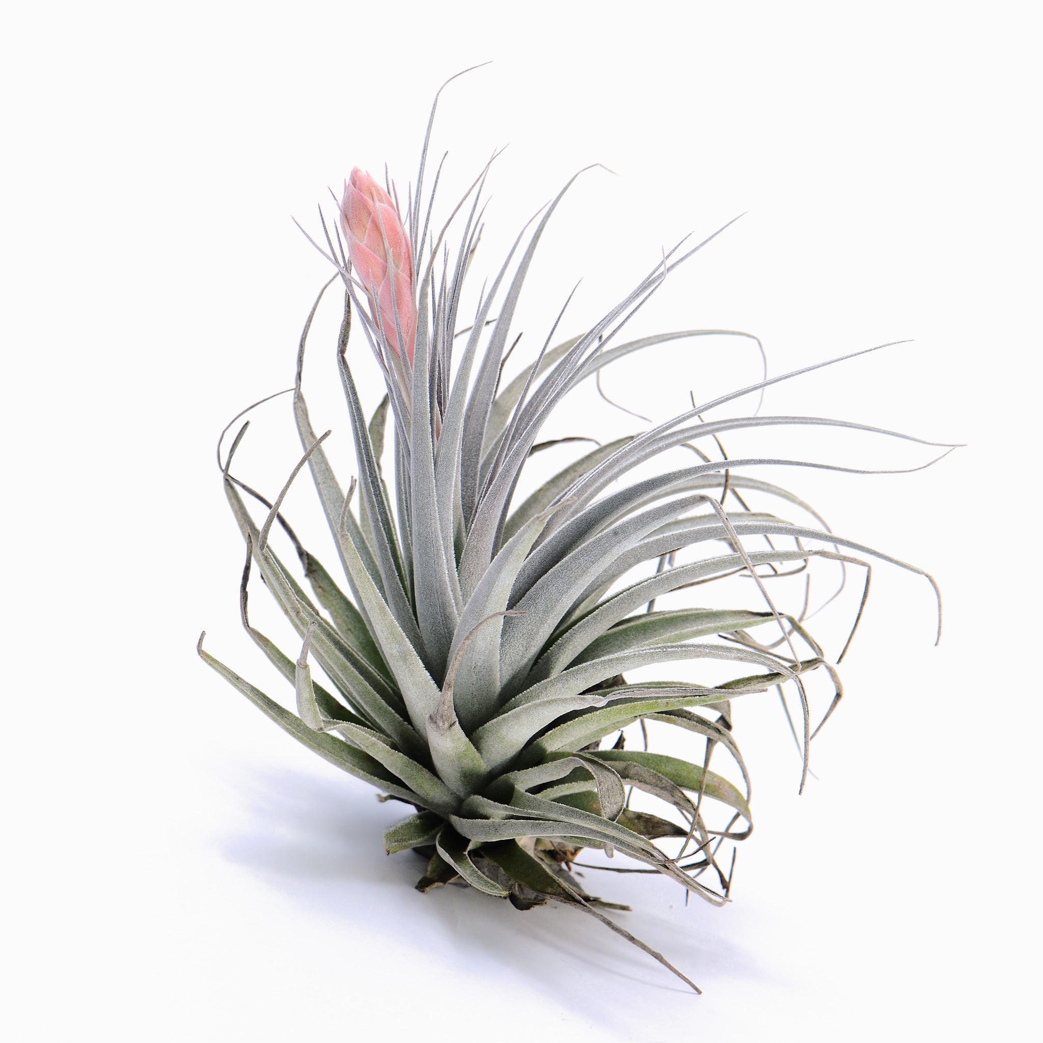 Tillandsia Salmon Queen Air Plant