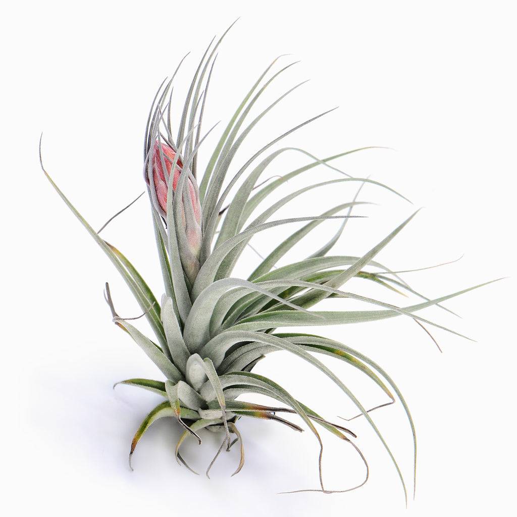 Tillandsia Stupendo Air Plant