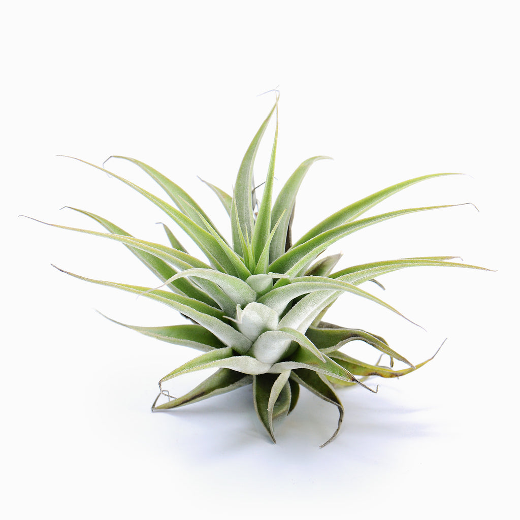 Tillandsia cacticola Caulescent Air Plant