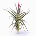 Tillandsia aeranthos var. Aemula Air Plant