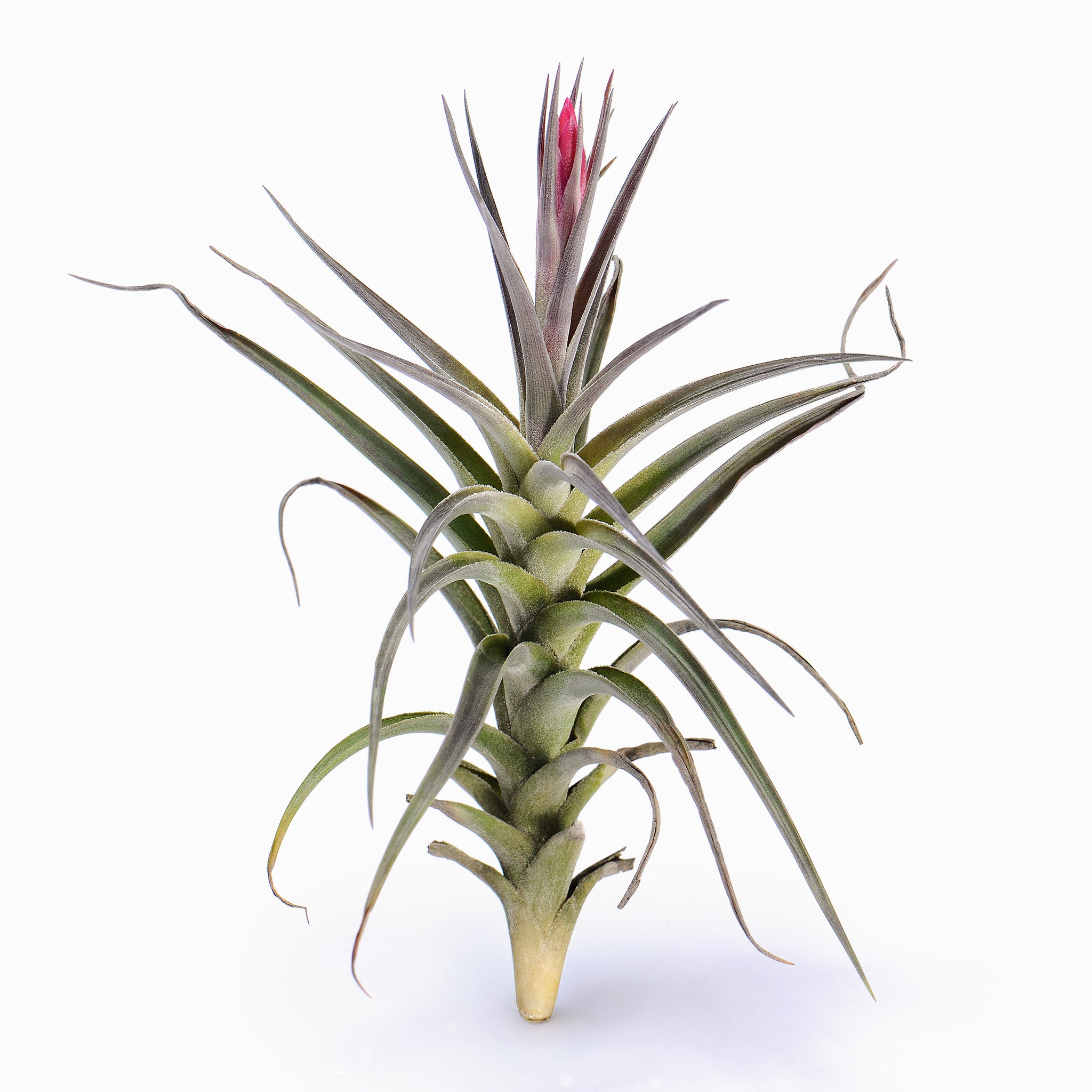 Tillandsia aeranthos var. Aemula Air Plant
