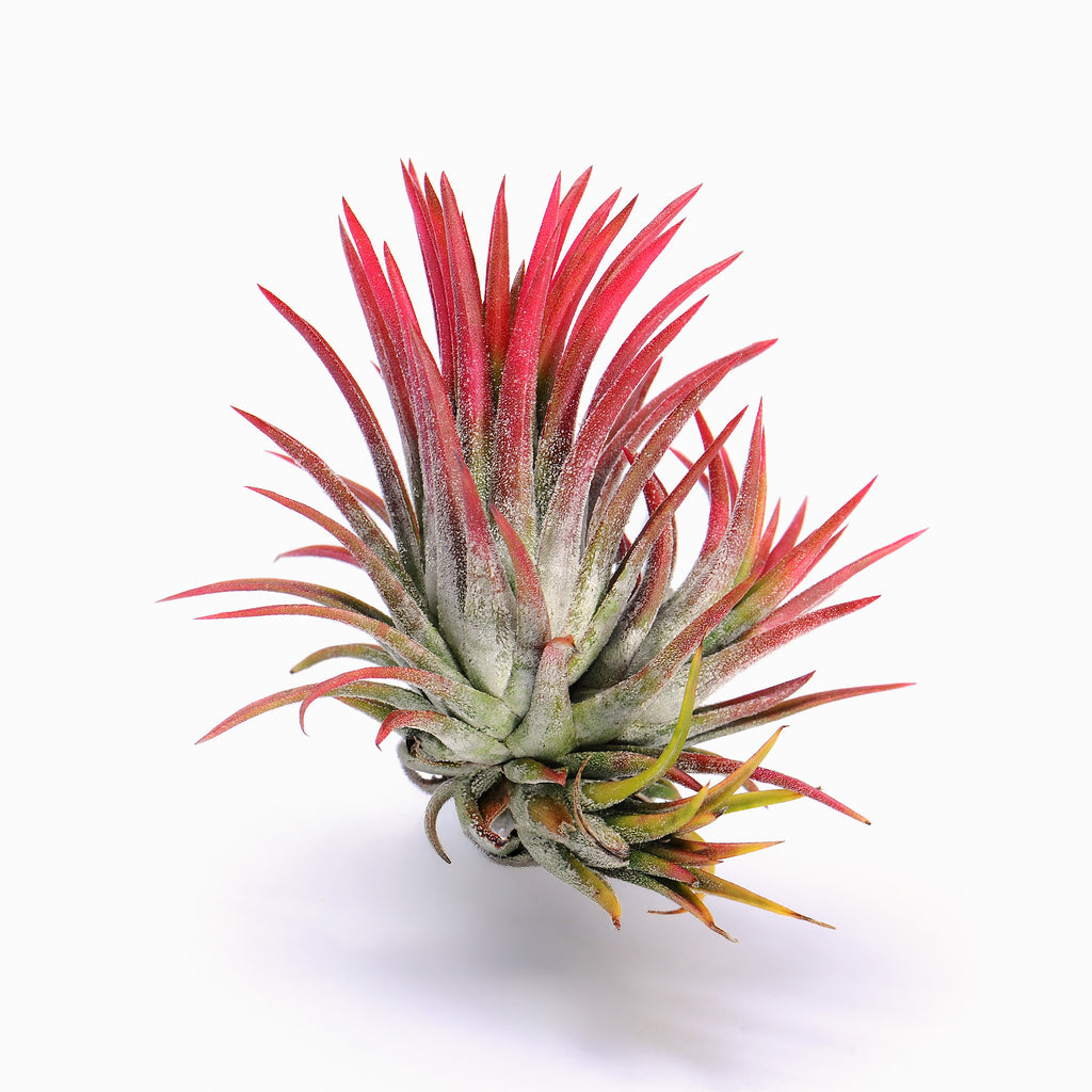 Tillandsia ionantha ‘Red 365’ Air Plant
