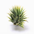 Tillandsia ionantha Renate Air Plant