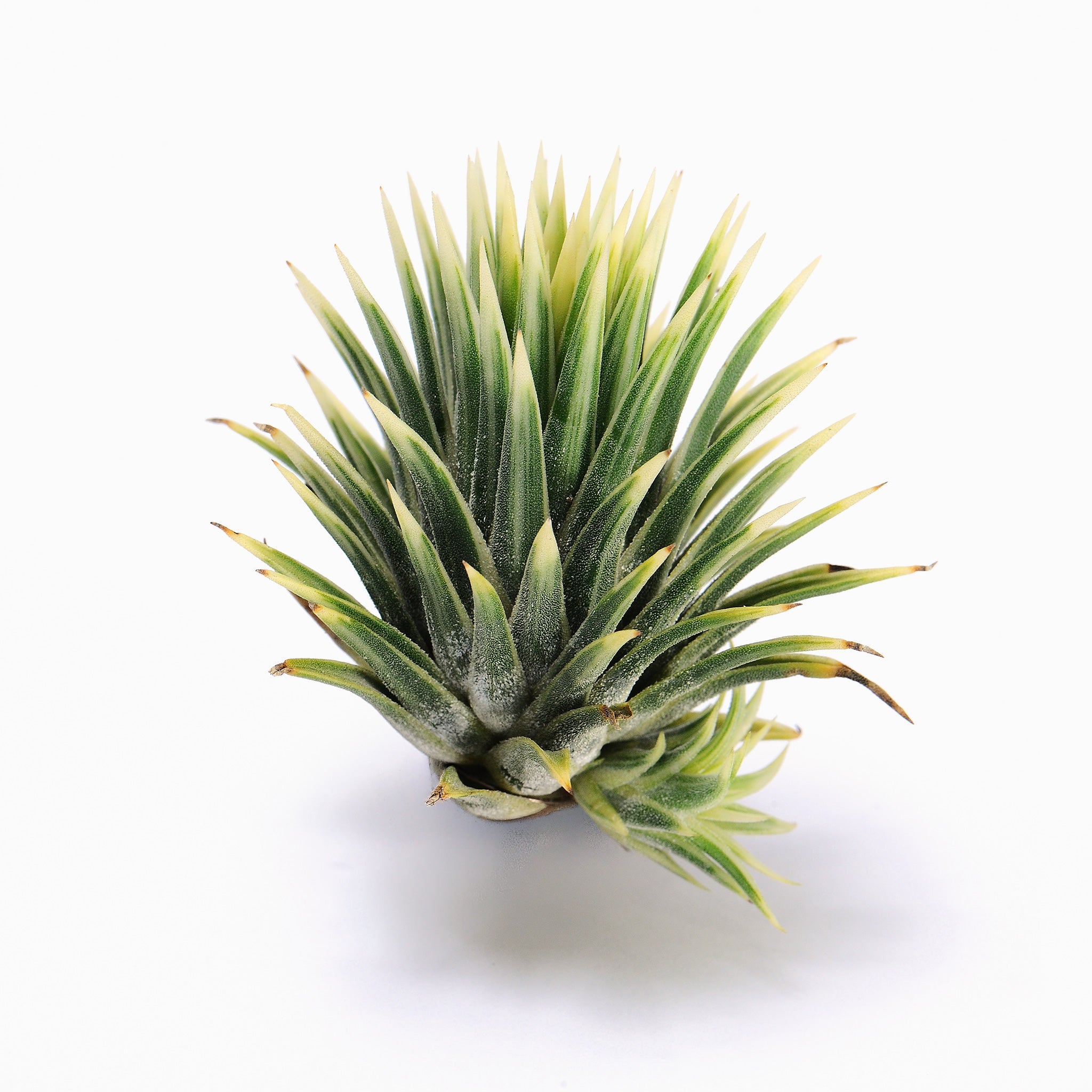 Tillandsia ionantha Renate Air Plant
