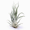 Tillandsia Ty Air Plant