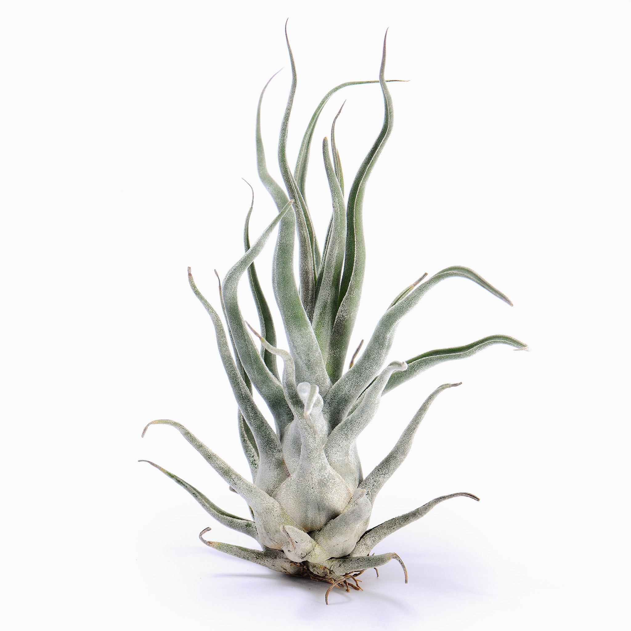 Tillandsia Ty Air Plant