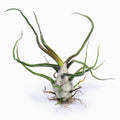 Tillandsia bulbosa Air Plant