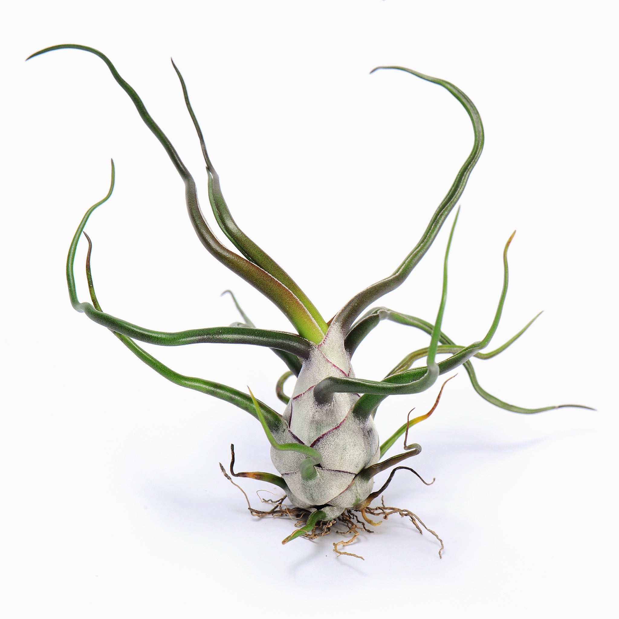 Tillandsia bulbosa Air Plant