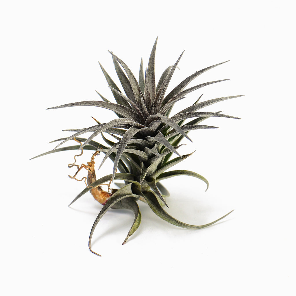 Tillandsia aeranthos Purple Leaf Air Plant