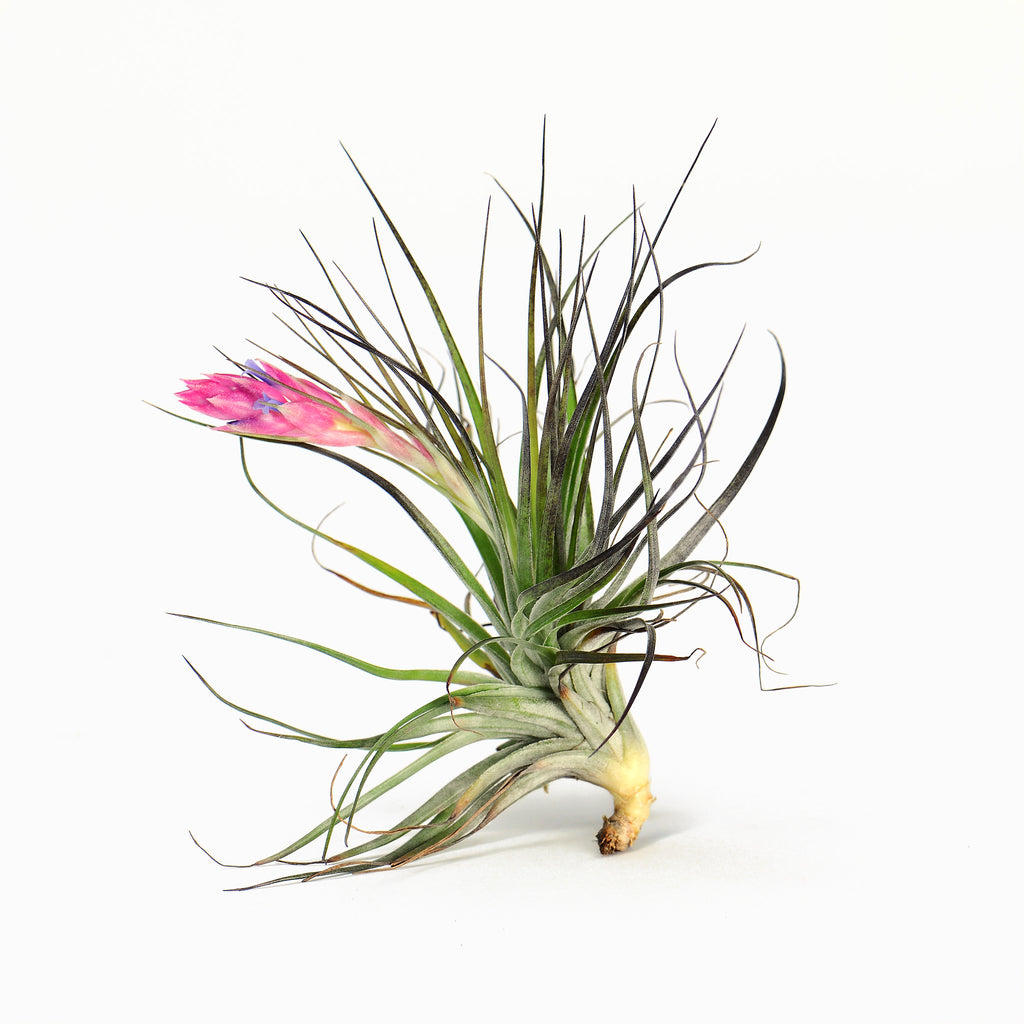 Living Frame Collection