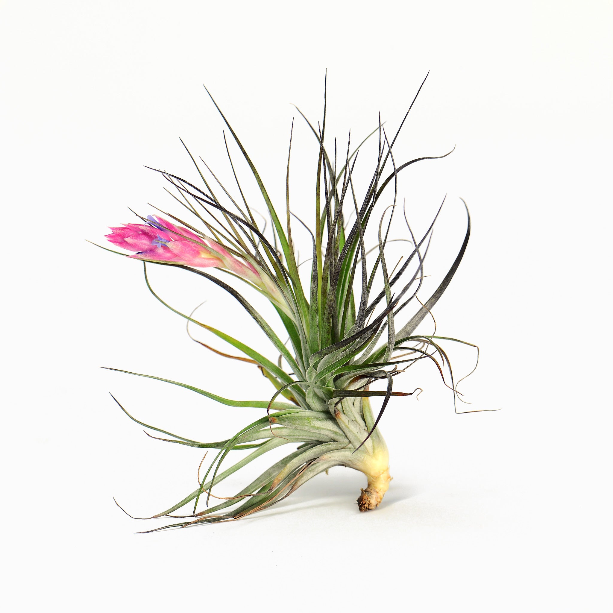 Living Frame Collection