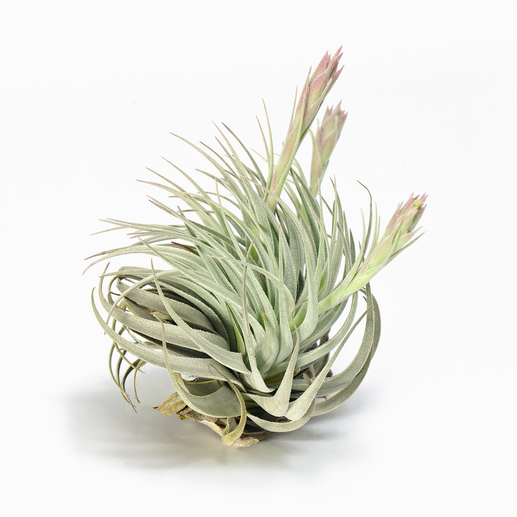 Tillandsia gardneri var. rupicola Air Plant
