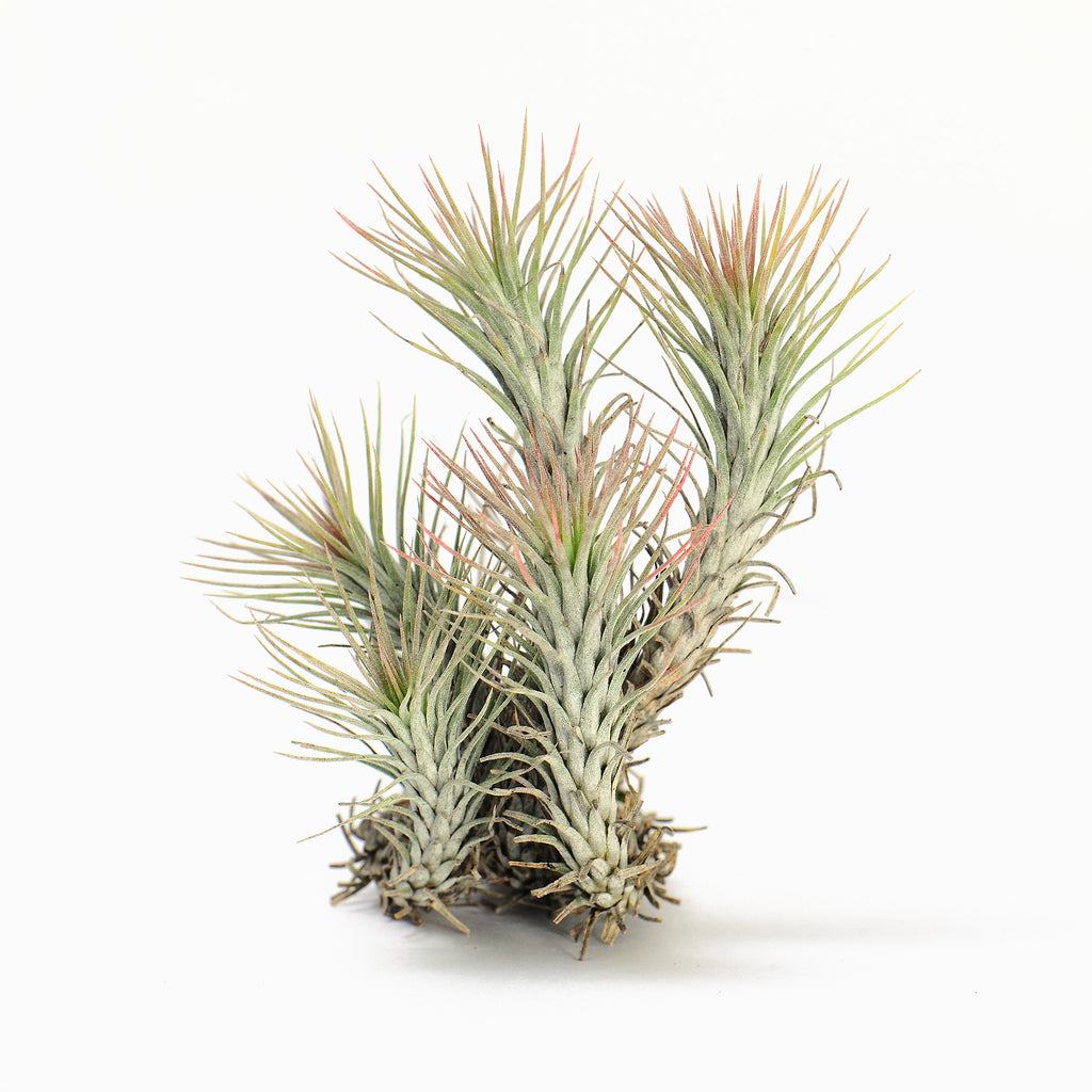 Tillandsia funckiana ‘Red Upright’ ex. BD Air Plant