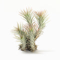 Tillandsia funckiana ‘Red Upright’ ex. BD Air Plant