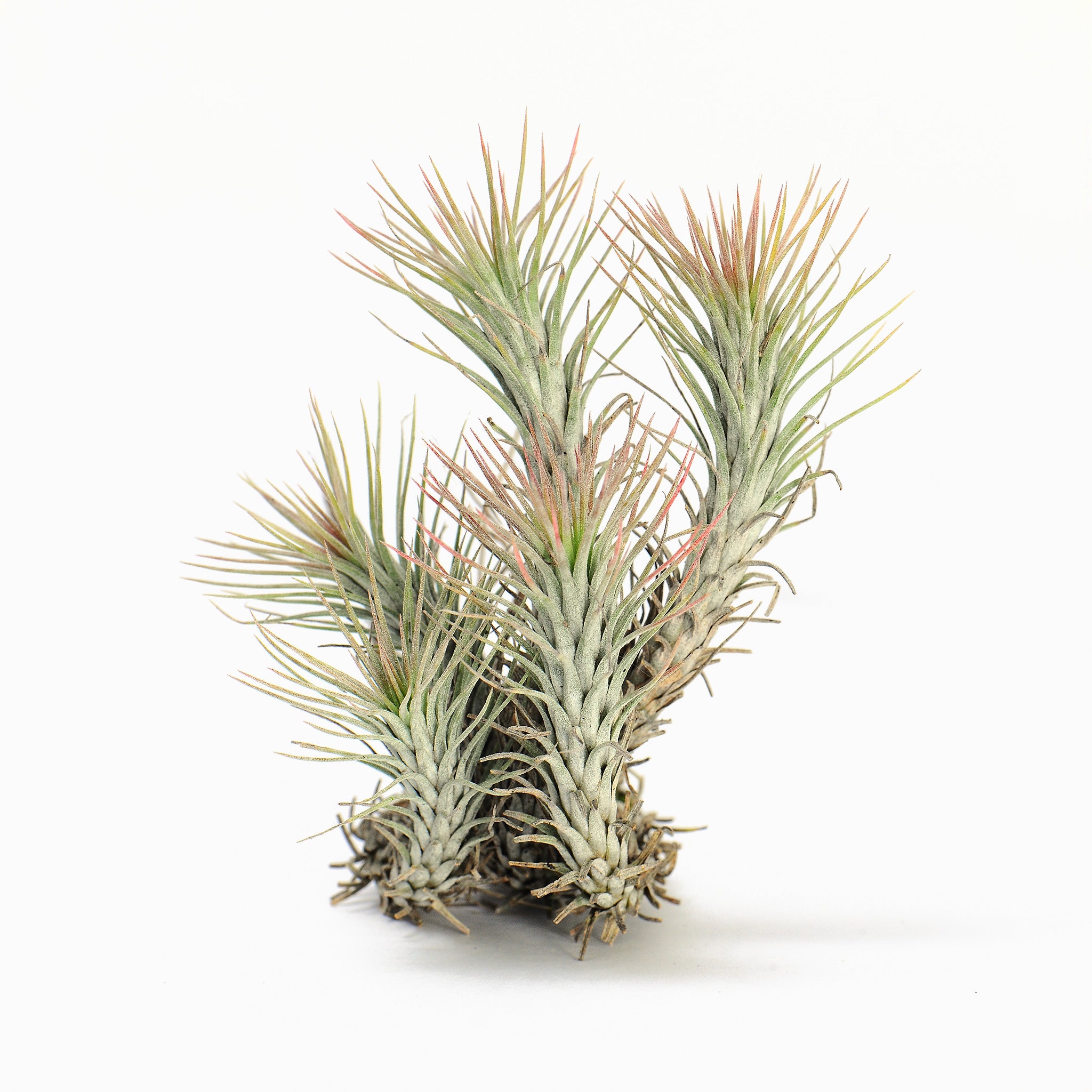 Tillandsia funckiana ‘Red Upright’ ex. BD Air Plant