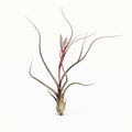 Tillandsia pseudobailyei Large Air Plant