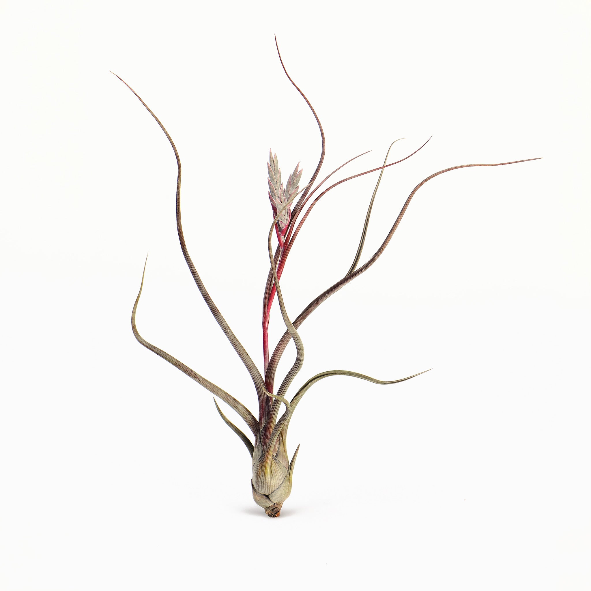 Tillandsia pseudobailyei Large Air Plant