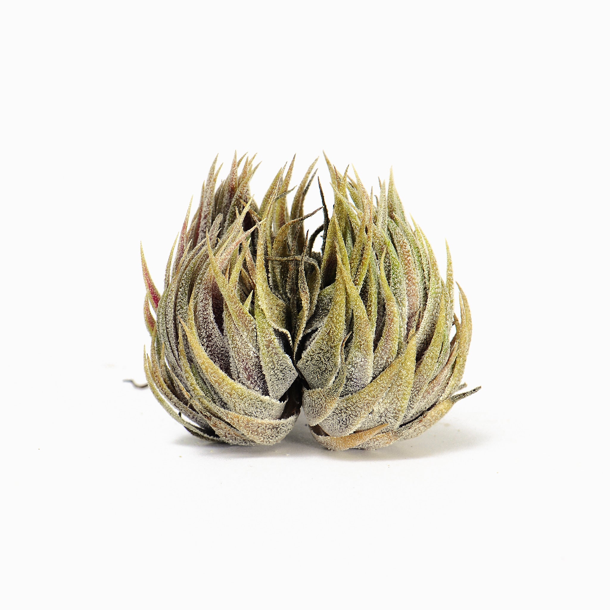 Tillandsia sprengeliana Air Plant