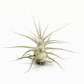 Tillandsia ehlersiana Air Plant
