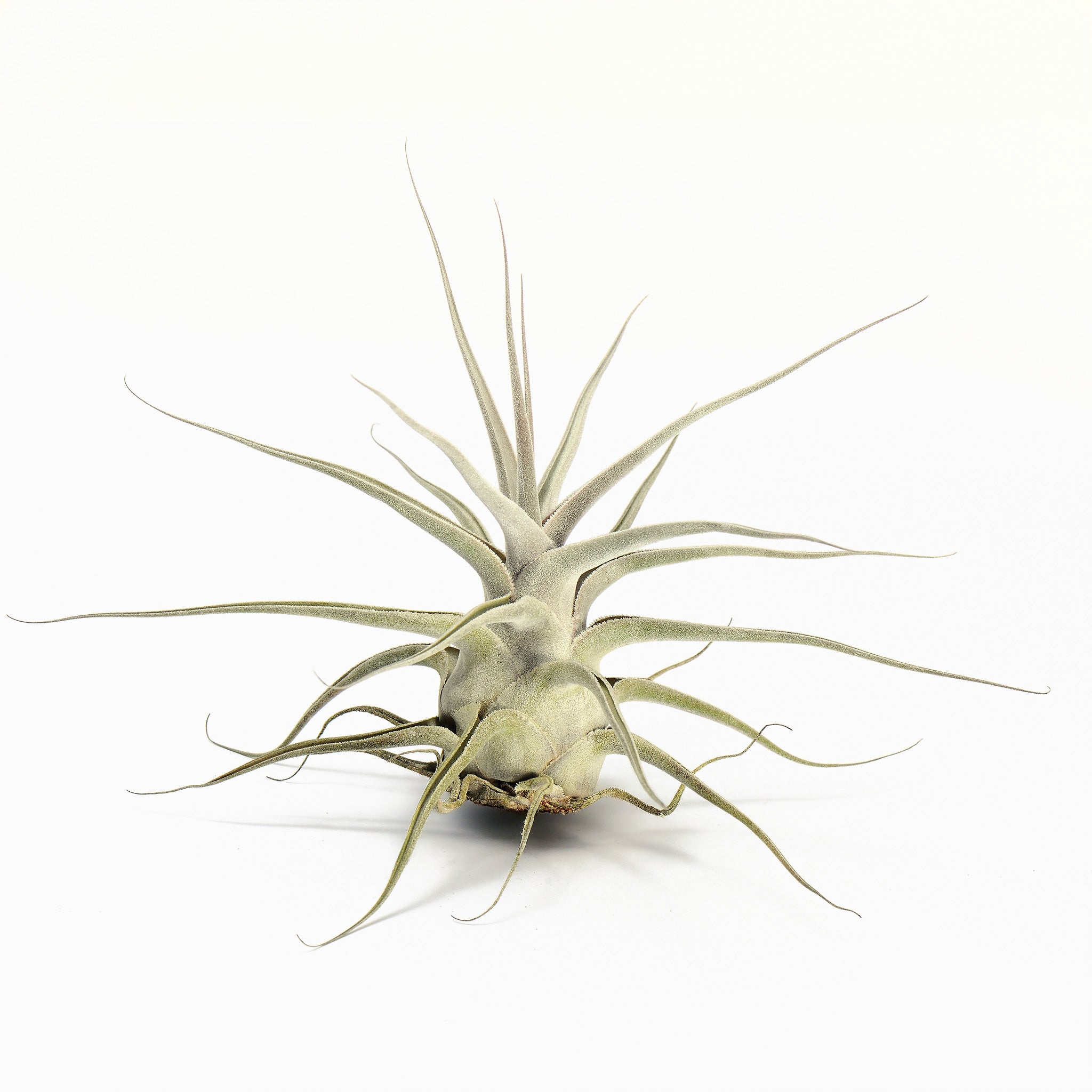 Tillandsia ehlersiana Air Plant