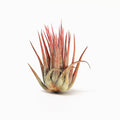 Tillandsia ionantha x seleriana Air Plant
