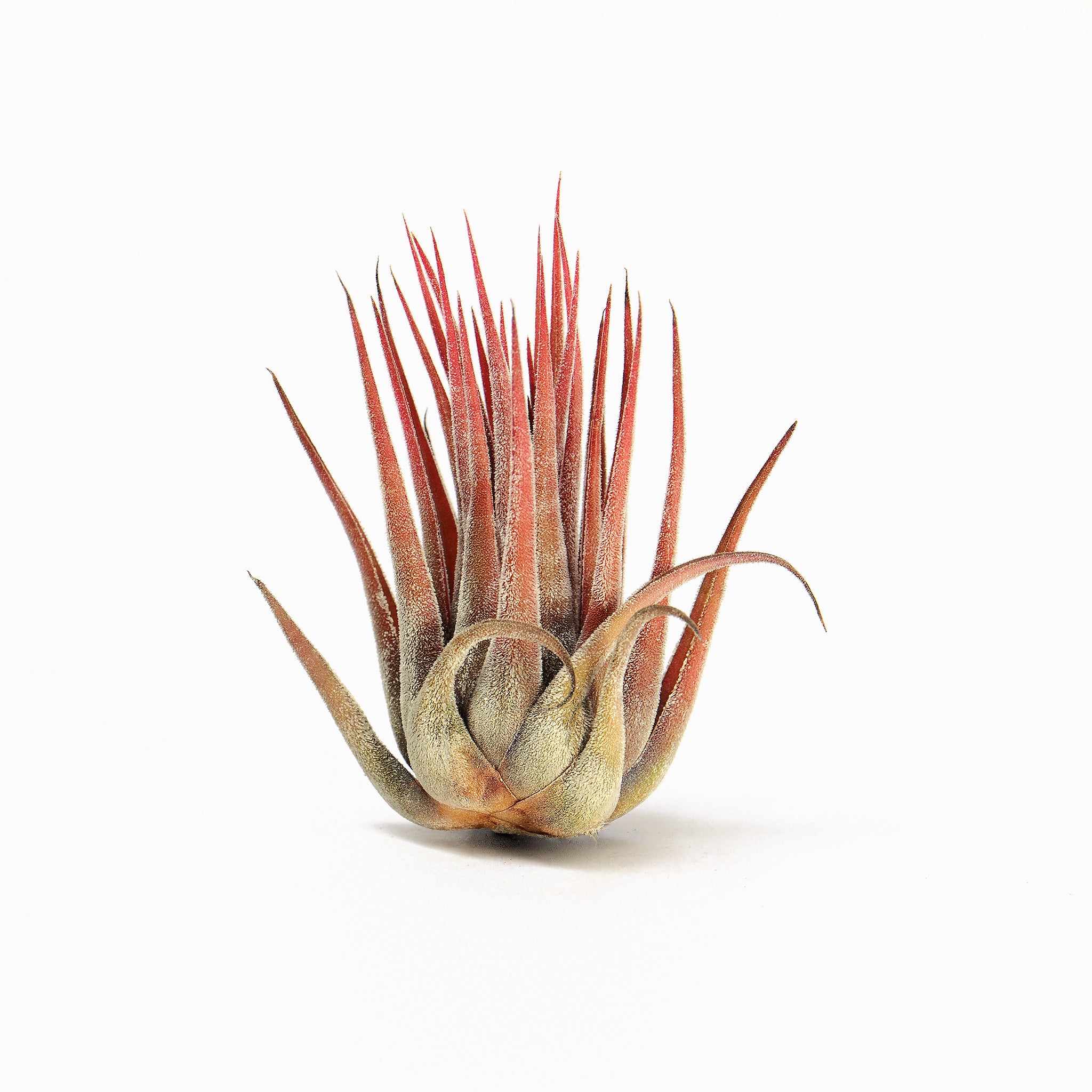 Tillandsia ionantha x seleriana Air Plant