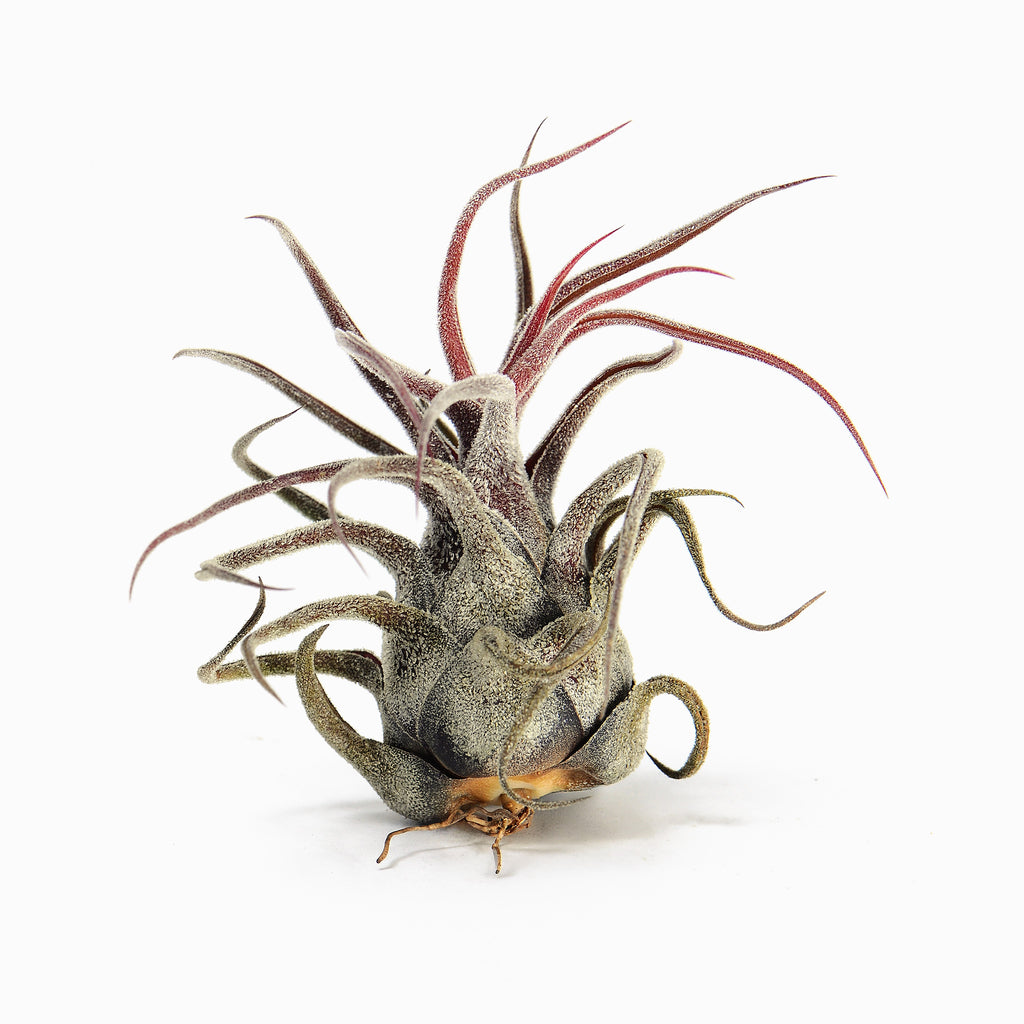 Tillandsia pruinosa Air Plant