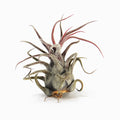 Tillandsia pruinosa Air Plant