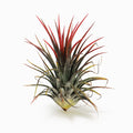 Tillandsia ionantha 'Large Form’ Air Plant