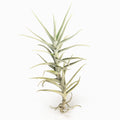 Tillandsia nuptialis Air Plant