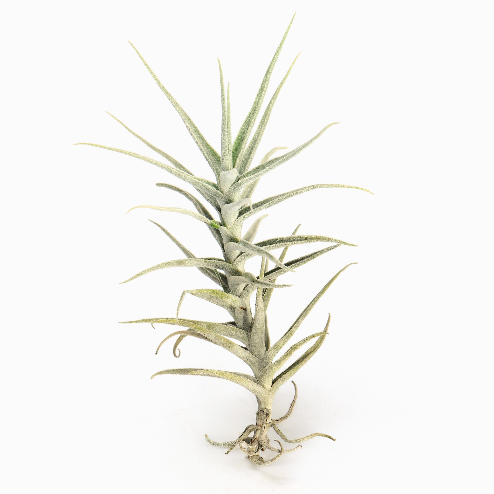 Tillandsia nuptialis Air Plant